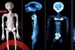 فیلم حیرت آور از جسد فسیل شده آدم‌فضایی‌ها در پارلمان مکزیک ؟ ! | ماجرا چیست ؟  + فیلم