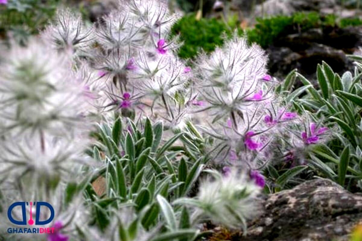 برای پیشگیری از پوکی استخوان خوردن این چای را از دست ندهید | فواید مصرف معجزه آسای چای کوهی
