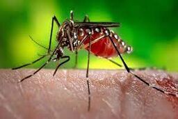 جولان بیماری خطرناک در این استان | ۴۰ نفر مبتلا شدند