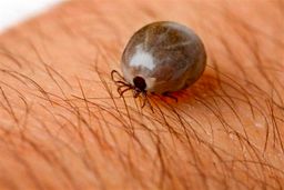 شیوع یک بیماری خطرناک در استان فارس | چند نفر فوت شدند ؟