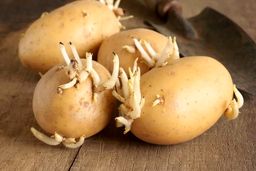 هشدار | سیب زمینی جوانه زده را هرگز مصرف نکنید | سمی که در سیب زمینی جوانه زده تولید می شود