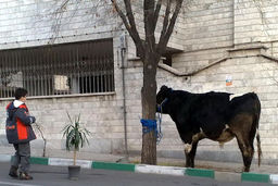 رعب و  وحشت مردم شازند از گاو دیوانه /با شلیک پلیس متوقف شد!