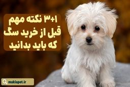 3+1 نکته مهم قبل از خرید سگ که باید بدانید