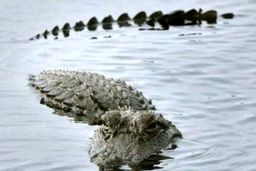 از تمساح دریاچه چیتگر چه خبر؟