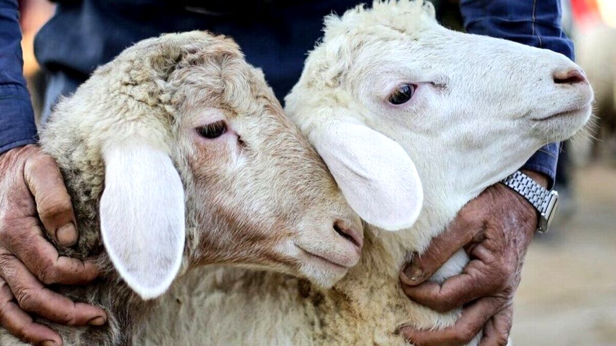 افزایش  ۱۶۰ درصدی قیمت گوسفند زنده | جدیدترین قیمت حبوبات 