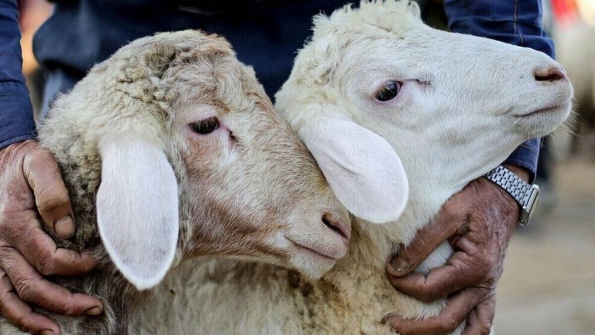 گوسفند ۳ میلیارد تومانی دیده اید! +عکس باورنکردنی