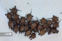 عجیب اما واقعی؛ تزئین سفره هفت سین با چند موجود باورنکردنی! +عکس