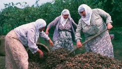 با این دانه کبد چرب را درمان کنید!