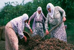 با این دانه کبد چرب را درمان کنید!