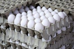  تخم مرغ99/قیمت جدید تخم مرغ اعلام شد!+جزئیات 
