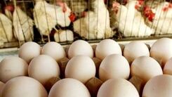جدیدترین قیمت مرغ و تخم‌مرغ در اولین روز ماه رمضان