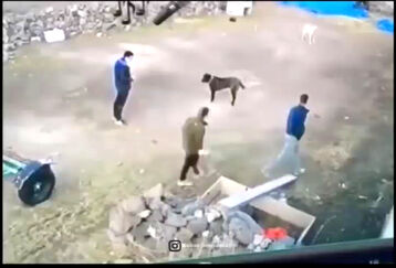 لحظه پاره شدن زنجیر سگ درشت هیکل و حمله به دو شهروند! +فیلم هولناک