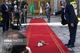 ‏خوابیدن گربه روی فرش قرمز در وزارت خارجه سوژه شد