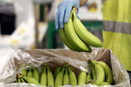 دیابتی ها موز بخورند یا نخورید!؟