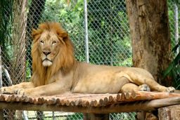 سرقت یک قلاده شیر نیم میلیاردی از باغ وحش ساری | دستگیری سارقان حین دزدی میمون