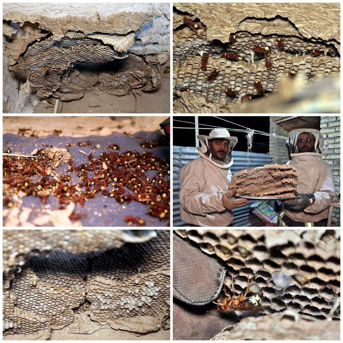 دردسر زنبورهای قرمز برای خانواده مشهدی +عکس