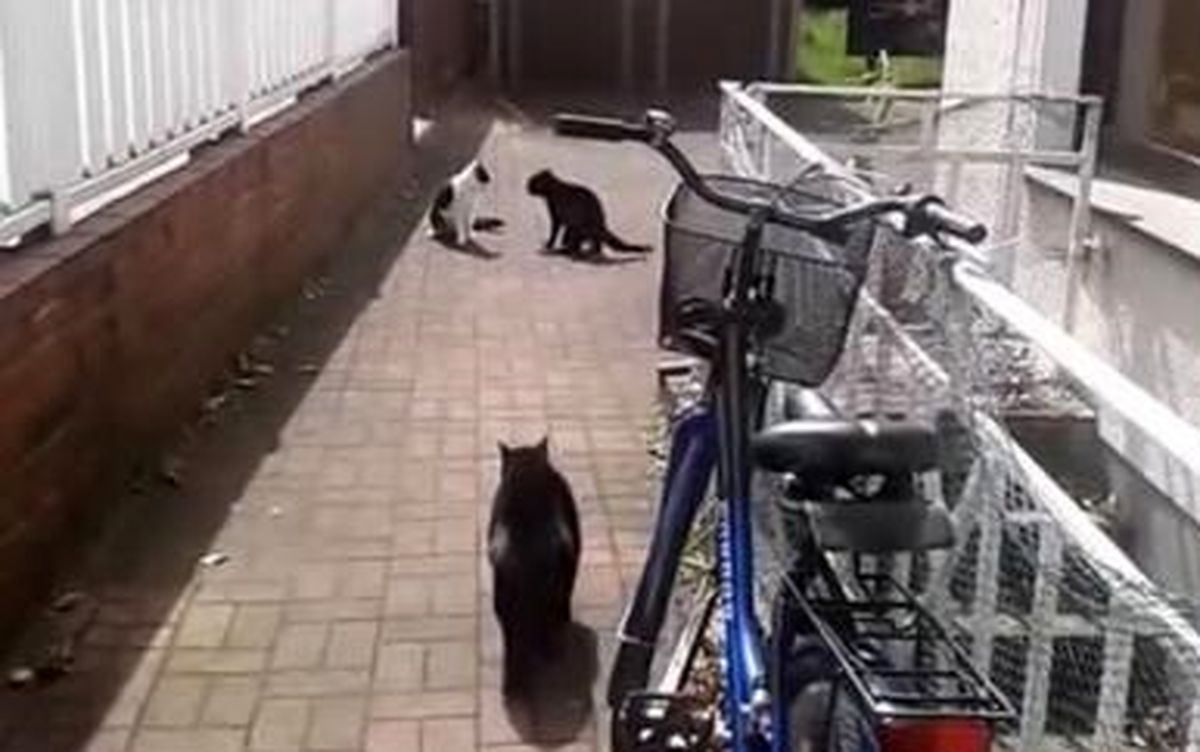  دفاع جنجالی یک گربه از خواهرش در مقابل  مزاحم+فیلم دیدنی