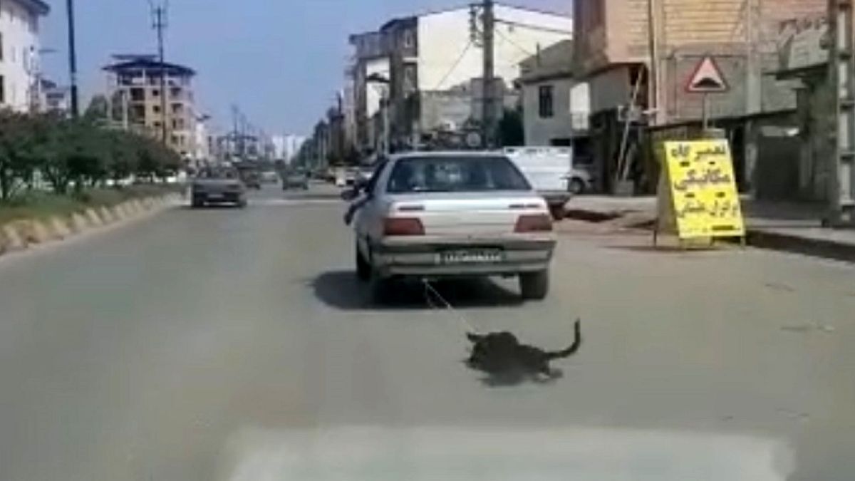 فیلم هولناک از حیوان آزاری فجیع دهیار یک روستا!