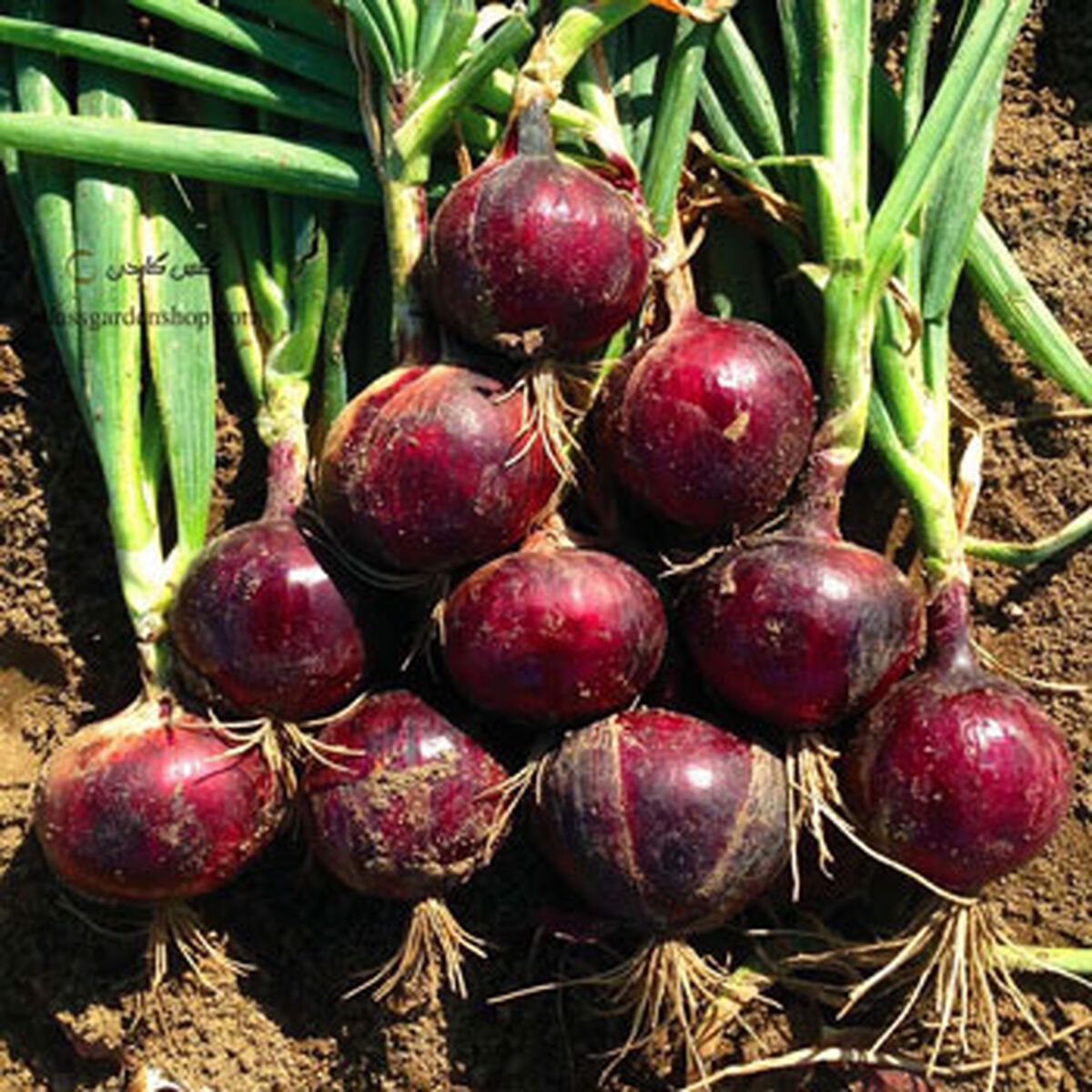 قیمت مصوب پیاز در میادین چقدر است ؟
