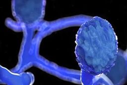 قارچ سیاه و دانستنی‌هایی درباره آن