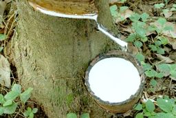 تشک لاتکس چیست و چه مزایایی دارد؟