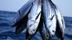 قیمت تن ماهی شیلتون/ عرضه ماهی در شب یلدا