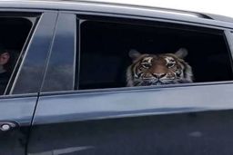 تفریح خطرناک بچه پولدار های تهرانی+عکس