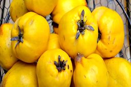 بوییدن پوست این میوه مریضتان می کند | میوه ای که نباید خام مصرف شود 