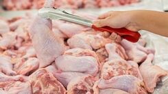 افزایش قیمت مرغ صدای همه را در آورد!+ جزئیات بیشتر 
