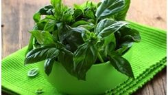 سبزی خوش عطر ضد آلزایمر را بشناسید | ریحان بخورید تا آلزایمر نگیرید