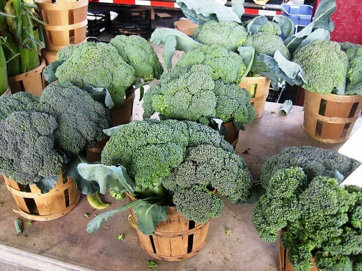 آموزش کامل کاشت کلم بروکلی در گلدان خانه | طرز نگهداری از بروکلی به مدت طولانی