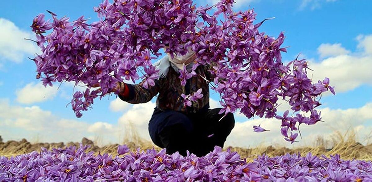 خواص زعفران برای مردان (6 خاصیت شگفت انگیز) + عوارض و مضرات