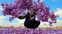 خواص زعفران برای مردان (6 خاصیت شگفت انگیز) + عوارض و مضرات