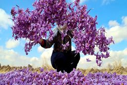 خواص زعفران برای مردان (6 خاصیت شگفت انگیز) + عوارض و مضرات