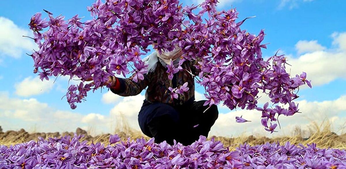 خواص زعفران برای مردان (6 خاصیت شگفت انگیز) + عوارض و مضرات