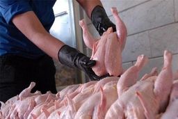 قیمت مرغ دوباره گران می شود | قحطی جوجه همه را نگران کرد