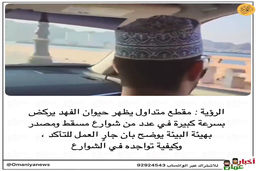 این راننده در خیابان صحنه عجیب دید | کلیپ ویدئوی جنجالی از یک پلنگ در حال دویدن در خیابان‌