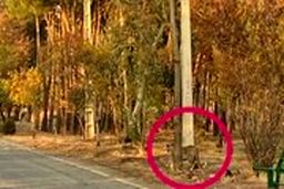 زنده گیری پلنگ سرخه حصار بعد از ۳ هفته