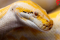 مار زن جوان را درسته قورت داد |صحنه وحشتناک بیرون آوردن جسد زن از شکم  مار مانند فیلم های ترسناک! +عکس هولناک