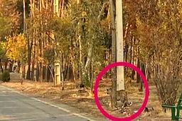 پایان وحشت در شرق تهران | پلنگ سرخه حصار زنده‌گیری شد؟ 