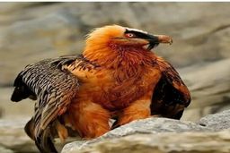  فیلم دیده شدن پرنده اساطیری در ارتفاعات طالقان | پرواز همای سعادت در ارتفاعات البرز