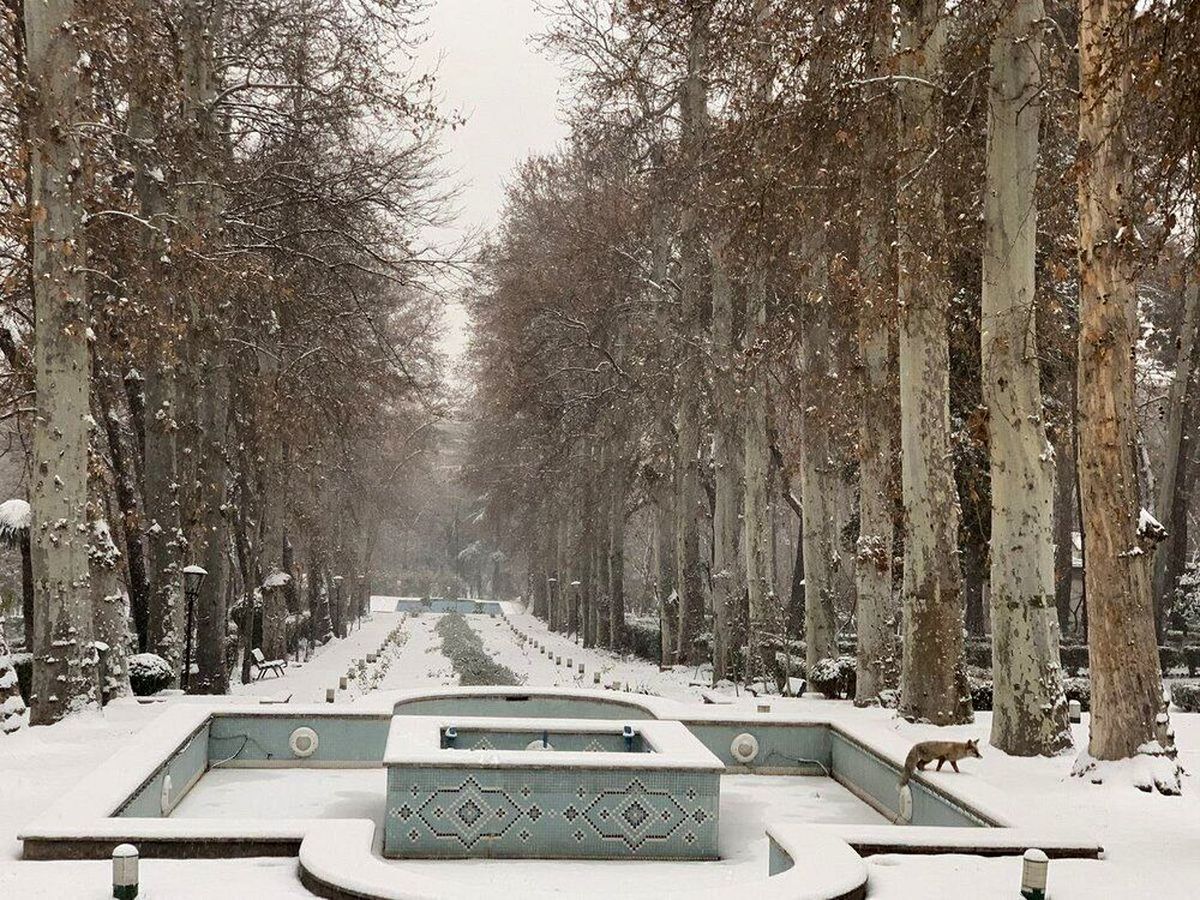 تصویر پربازدید از روباه در سفارت ایتالیا در تهران