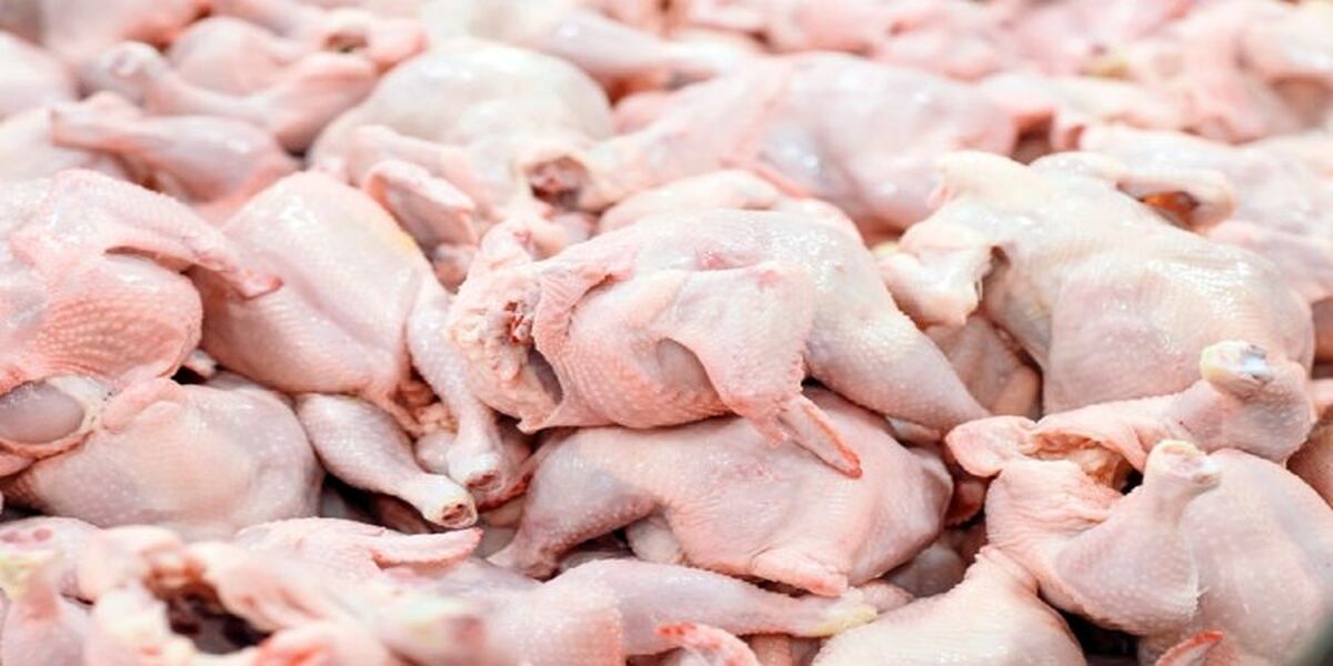 جدیدترین قیمت  مرغ زنده و گرم | فیله مرغ کیلویی چند شد ؟ 