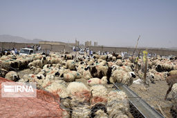 قیمت دام زنده در تاسوعا و عاشورا چند؟