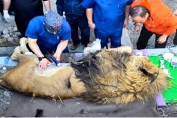 علت مرگ شیر باغ‌وحش مشهد چه بود ؟