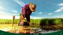 آشنایی با برنج کشت اول و دوم و بررسی تفاوت های آن‌ها با یکدیگر