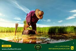 آشنایی با برنج کشت اول و دوم و بررسی تفاوت های آن‌ها با یکدیگر