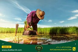 آشنایی با برنج کشت اول و دوم و بررسی تفاوت های آن‌ها با یکدیگر