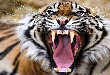 حمله هولناک  ببر به پیرزن ۶۹ ساله+ فیلم داغ 