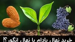 خرید نهال بادام یا انگور؟!